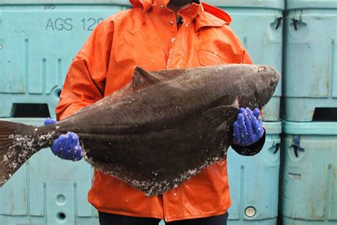 hulbot fishing|Halibut Fishing 101: Gear, Techniques, Tips, and FAQs.